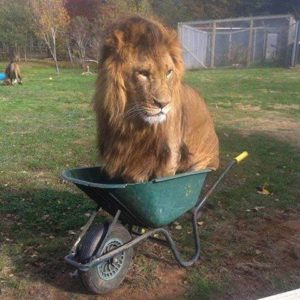 Lion in wheelbarrow