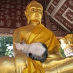 Buddha with Cat